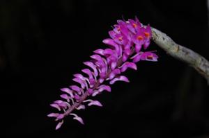 Dendrobium secundum