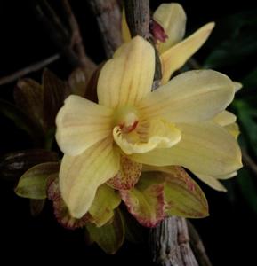 Dendrobium serratilabium