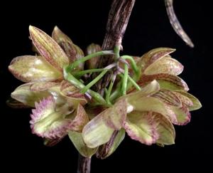 Dendrobium serratilabium