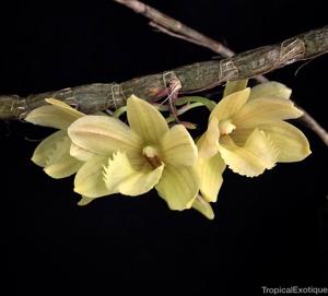 Dendrobium serratilabium