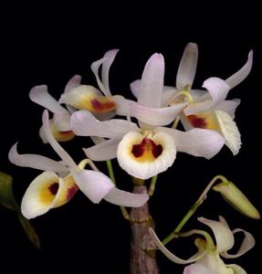 Dendrobium signatum