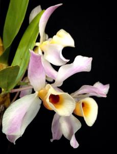 Dendrobium signatum