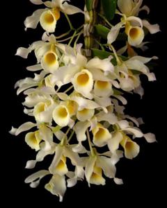 Dendrobium signatum