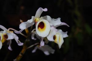 Dendrobium signatum