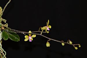 Phalaenopsis stobartiana