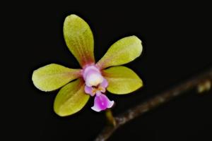 Phalaenopsis stobartiana