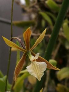 Encyclia nematocaulon