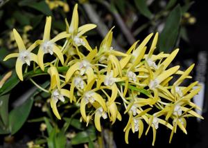 Dendrobium speciosum