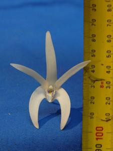 Dendrobium speciosum var. capricornicum