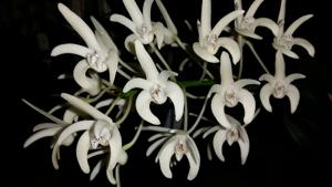 Dendrobium speciosum var. capricornicum
