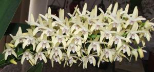 Dendrobium speciosum