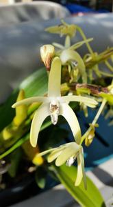 Dendrobium speciosum