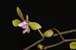 Phalaenopsis stobartiana