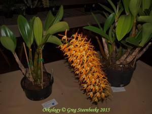 Dendrobium speciosum var. grandiflorum