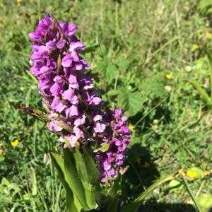 Dactylorhiza incarnata