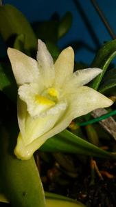 Dendrobium hymenanthum