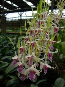 Dendrobium stratiotes