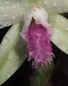 Vanilla aphylla