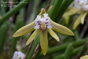 Dendrobium striolatum