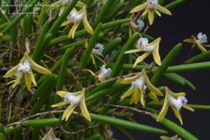 Dendrobium striolatum