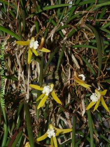 Dendrobium striolatum