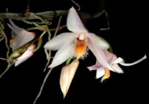 Dendrobium stuposum