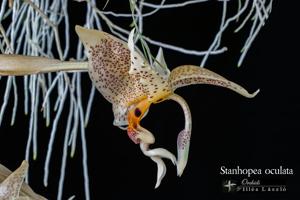 Stanhopea oculata