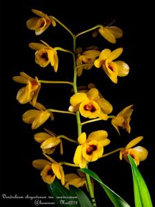 Dendrobium chrysotoxum