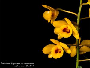 Dendrobium chrysotoxum