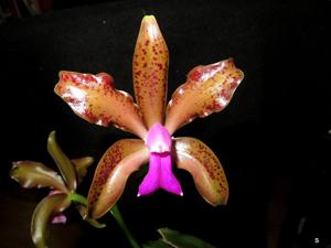 Cattleya bicolor