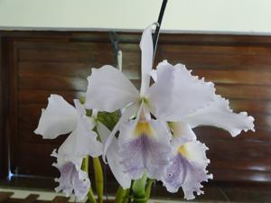 Cattleya labiata