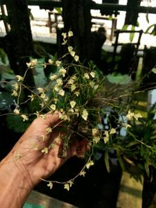 Dendrobium subulatum