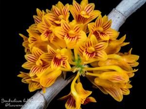 Dendrobium bullenianum