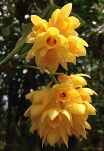 Dendrobium sulcatum
