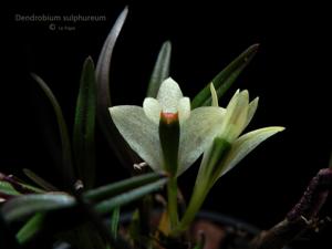 Dendrobium sulphureum