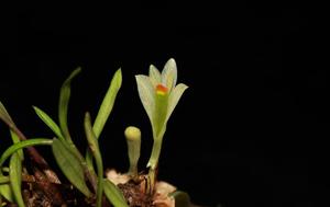 Dendrobium sulphureum