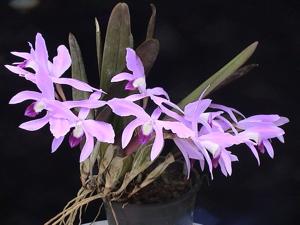 Cattleya perrinii