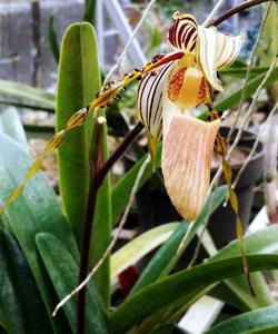 Paphiopedilum glanduliferum