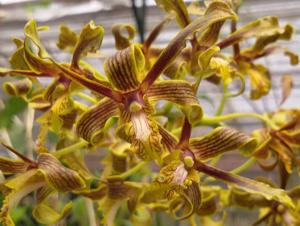 Dendrobium sylvanum