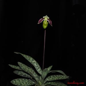 Paphiopedilum violascens