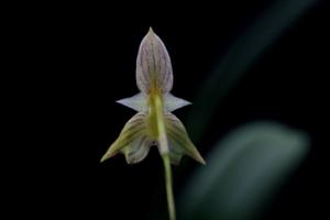 Bulbophyllum ambrosia
