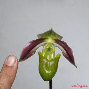 Paphiopedilum violascens