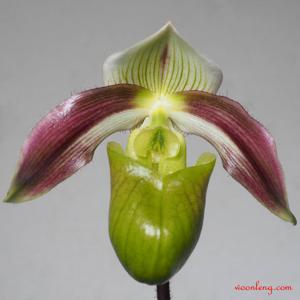 Paphiopedilum violascens