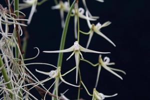 Dendrobium teretifolium