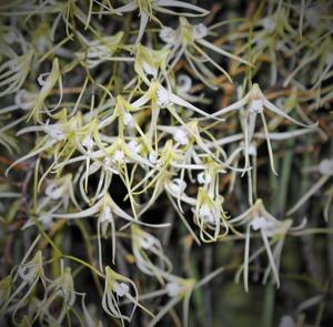Dendrobium teretifolium