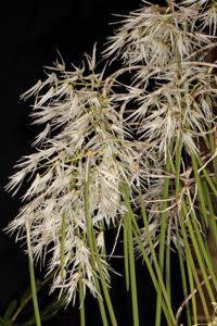 Dendrobium teretifolium