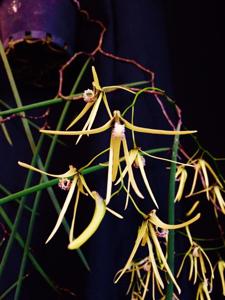 Dendrobium teretifolium