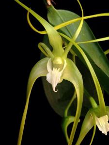 Dendrobium tetragonum