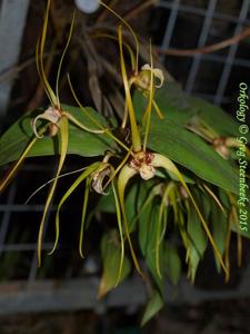 Dendrobium tetragonum subsp. giganteum