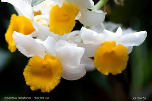 Dendrobium thyrsiflorum